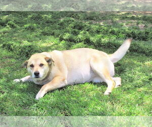 Ellie - Female Retriever -Unknown Mix Dog for Adoption - Photo #6