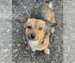 Small #6 Chihuahua-Feist Terrier Mix