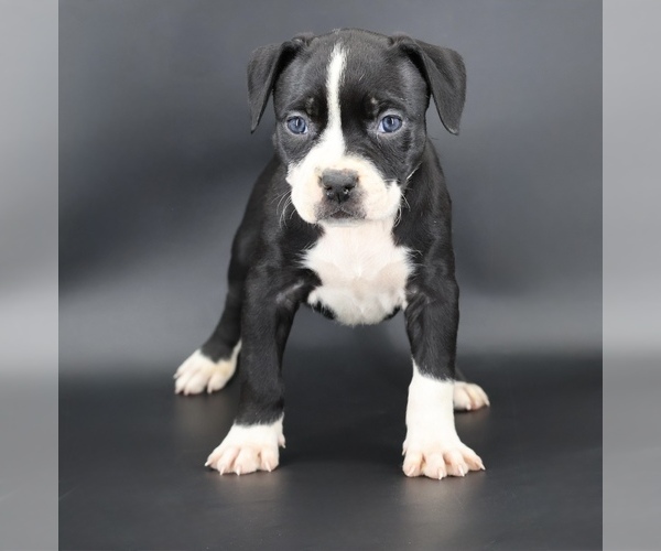 Medium Photo #1 American Bully Puppy For Sale in CHAMPAIGN, IL, USA