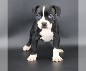 American Bully Puppy for sale in CHAMPAIGN, IL, USA