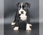 Image preview for Ad Listing. Nickname: Gardenia