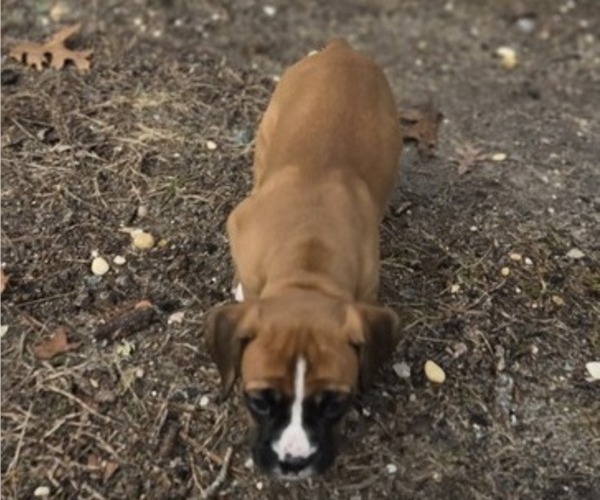 Medium Photo #3 Boxer Puppy For Sale in GALLOWAY, NJ, USA