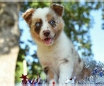 Small Photo #57 Border Collie Puppy For Sale in STRAFFORD, MO, USA