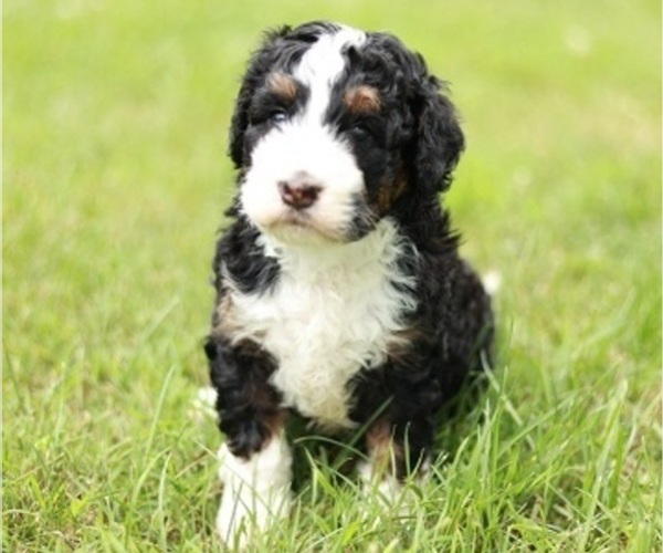 Medium Photo #2 Bernedoodle Puppy For Sale in EWING, VA, USA