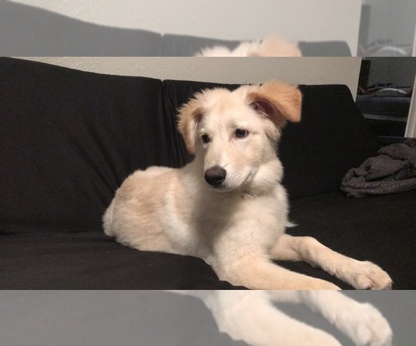 Medium Photo #5 German Shepherd Dog-Great Pyrenees Mix Puppy For Sale in OLD ROUND ROCK, TX, USA