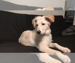 Small Photo #5 German Shepherd Dog-Great Pyrenees Mix Puppy For Sale in OLD ROUND ROCK, TX, USA