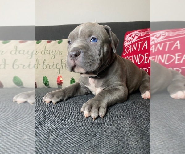 Medium Photo #10 American Pit Bull Terrier Puppy For Sale in PALM BCH GDNS, FL, USA