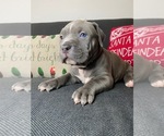 Small Photo #10 American Pit Bull Terrier Puppy For Sale in PALM BCH GDNS, FL, USA