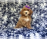 Small #6 ShihPoo