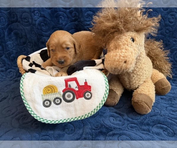 Medium Photo #5 Goldendoodle Puppy For Sale in GRAND JUNCTION, CO, USA