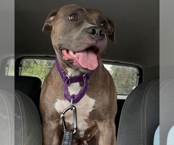 Medium Photo #4 American Staffordshire Terrier Puppy For Sale in Lawrenceville, NJ, USA