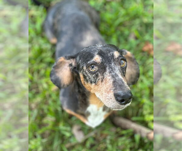 Medium Photo #5 Dachshund Puppy For Sale in Weston, FL, USA