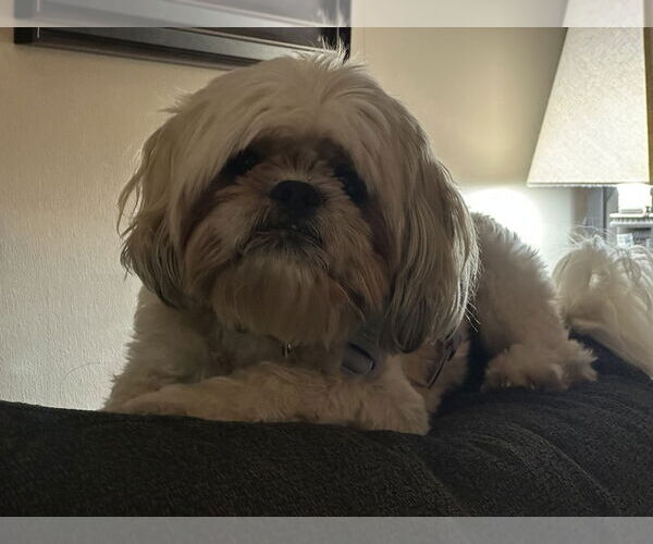 Medium Photo #2 Shih Tzu Puppy For Sale in Silver Spring, MD, USA