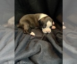 Puppy Puppy 1 Boxer