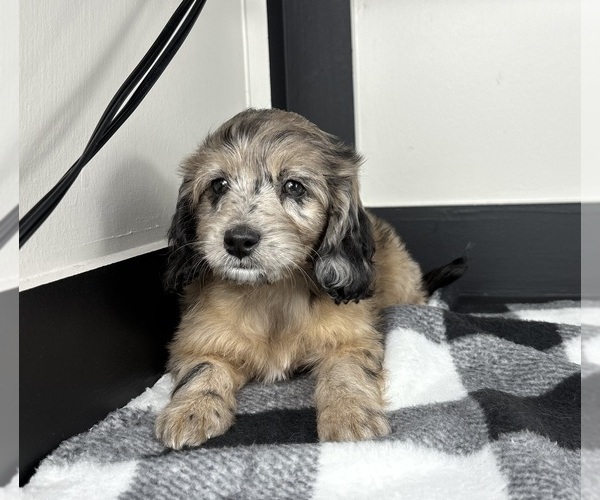 Medium Photo #3 Aussiedoodle Miniature  Puppy For Sale in FRANKLIN, IN, USA