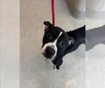 Small American Pit Bull Terrier