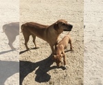 Small Photo #14 Rhodesian Ridgeback Puppy For Sale in MORONGO VALLEY, CA, USA