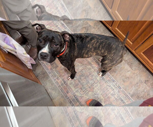 Medium Photo #7 American Pit Bull Terrier-Unknown Mix Puppy For Sale in Germantown, OH, USA