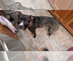 Small #6 American Pit Bull Terrier Mix
