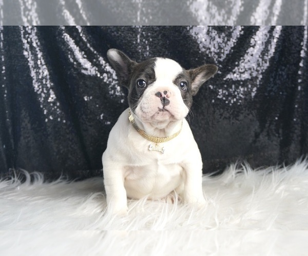 Medium Photo #60 French Bulldog Puppy For Sale in WARSAW, IN, USA