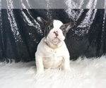 Small Photo #60 French Bulldog Puppy For Sale in WARSAW, IN, USA