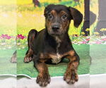 Small #2 Labrador Retriever Mix