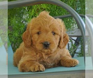 Goldendoodle-Poodle (Miniature) Mix Puppy for sale in THORP, WI, USA