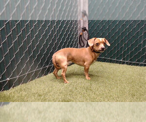 Medium Photo #1 Chihuahua Puppy For Sale in Downey, CA, USA