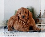 Small #2 Goldendoodle (Miniature)