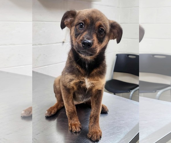 Medium Photo #1 Mutt Puppy For Sale in Stephens City, VA, USA