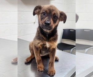 Mutt Dogs for adoption in Stephens City, VA, USA