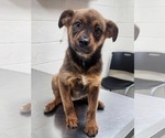 Small Mutt