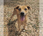 Small #1 Mountain Cur Mix