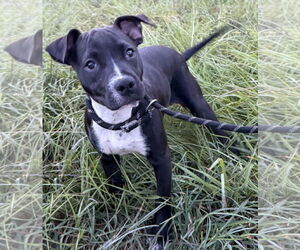 Labrador Retriever-Unknown Mix Dogs for adoption in Sanford, FL, USA