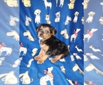 Small #1 YorkiePoo