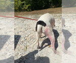Small #11 Mutt