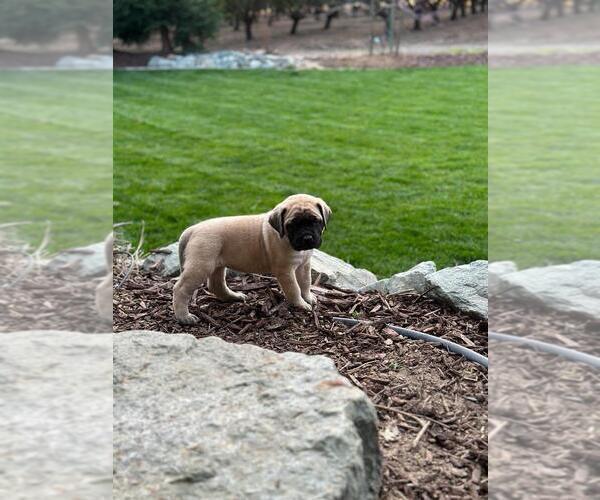 Medium Photo #7 Mastiff Puppy For Sale in ATWATER, CA, USA