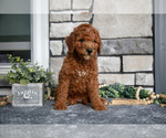 Small Photo #15 Goldendoodle (Miniature) Puppy For Sale in HOLMESVILLE, OH, USA
