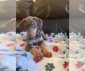 Doberman Pinscher Puppy for sale in SANTA ANA, CA, USA