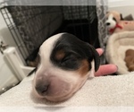 Small Photo #5 Dachshund Puppy For Sale in TERRELL, TX, USA