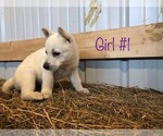 Small Photo #2 German Shepherd Dog Puppy For Sale in FOSTER, KY, USA