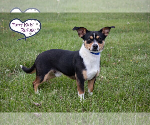 Medium Photo #3 Raggle Puppy For Sale in Lee's Summit, MO, USA