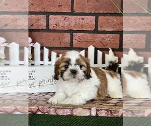 Shih Tzu Puppy for sale in FAIRFIELD, IA, USA