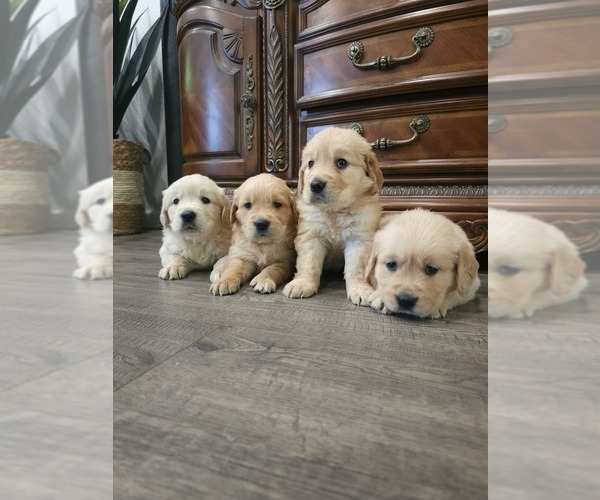 Medium Photo #2 English Cream Golden Retriever Puppy For Sale in ELVERTA, CA, USA