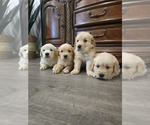 Small #1 English Cream Golden Retriever