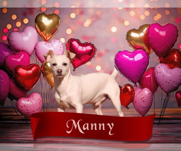 Medium Photo #5 Chihuahua-Unknown Mix Puppy For Sale in McKinney, TX, USA