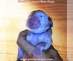 Small #7 Dogo Argentino