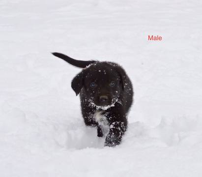 Medium Photo #1 Border Collie-Mc Nab Mix Puppy For Sale in PALMER, AK, USA