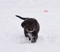 Small Photo #1 Border Collie-Mc Nab Mix Puppy For Sale in PALMER, AK, USA