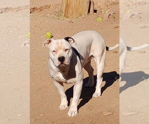 American Bulldog-Staffordshire Bull Terrier Mix Dogs for adoption in Chandler, AZ, USA